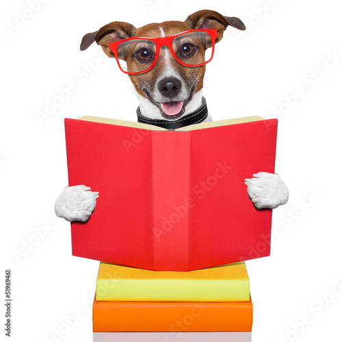 Photo: school learing dog school learing dog