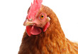 Chicken Head Close Up Isolated on white