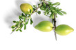 brin d'argan