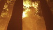 Video: Magic Deep Forest Fairy Tale Scene 3D artwork Magic Deep Forest Fairy Tale Scene 3D artwork