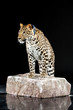 big leopard stands on rock