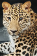 large beautiful leopard