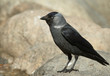 Jackdaw
