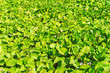 Green leaves of bush