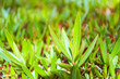 Green leaves of bush