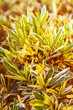 Green leaves of bush