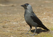 Jackdaw