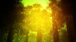 Magic Deep Forest Fairy Tale Scene 3D artwork