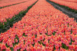 spring tulips field