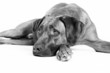 Rhodesian Ridgeback