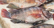fresh Fish
