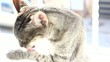 Gato lavándose