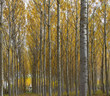 BOsque de ribera en otoño (Aguilar de Campoo,Palencia)