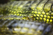 gavial crocodile