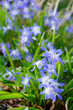 Swedish blue flowers in spring season