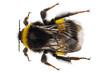Bumblebee species Bombus terrestris