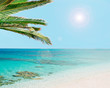 palm, sun and water