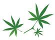 Cannabis Leaves