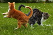 Katzenherz