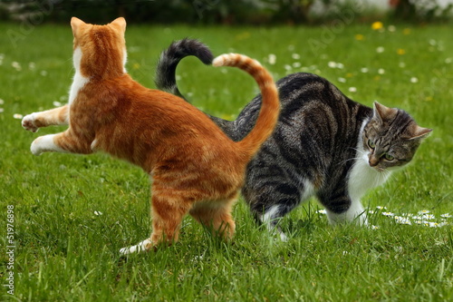 Photo: Katzenherz Katzenherz