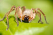 portrait of a spider in nature. macro