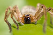 Photo: portrait of a spider in nature. macro portrait of a spider in nature. macro