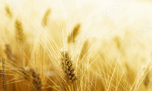 Photo: Wheat field Wheat field