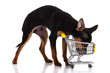Chihuahua dog  with shopping cart