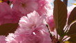 Sprintime Beauty Flowers