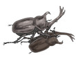 カブトムシの格闘
