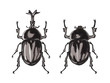 カブトムシのオスとメス