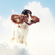 Dog-aviator wearing a helmet pilot. Collage