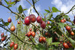 Foto: Tamarillo Fruit Tree Tamarillo Fruit Tree