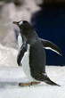 Photo: Gentoo Penguin - Pygoscelis papua Gentoo Penguin - Pygoscelis papua