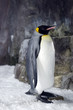 Photo: King Penguin - Aptenodytes Patagonicus King Penguin - Aptenodytes Patagonicus
