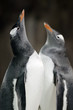 Photo: Gentoo Penguin - Pygoscelis papua Gentoo Penguin - Pygoscelis papua