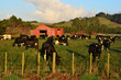Dairy cows
