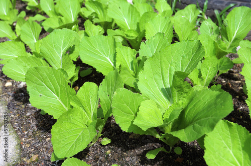 Photo: Chinese cabbage Chinese cabbage