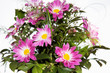 bouquet off flowers, isolated on white
