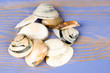 Photo: Shells Shells