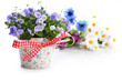 Photo: campanula flowers campanula flowers
