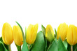 Photo: yellow tulips yellow tulips