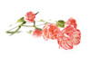 Photo: flowers carnation flowers carnation