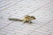Foto: Chipmunk in India Chipmunk in India
