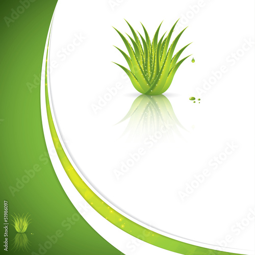 Vector: Aloe Vera Aloe Vera