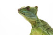 Green basilisks