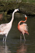 Foto: Streitende Flamingos Streitende Flamingos