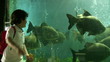 Little boy posing near the aquarium