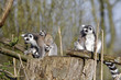 Katta-Familie