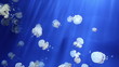 jellyfish medusa underwater video 1080p